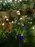 FZ003240 Spring snowflake (Leucojum vernum) in garden.jpg